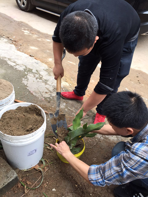 植树节，拥抱春天，播种绿色！