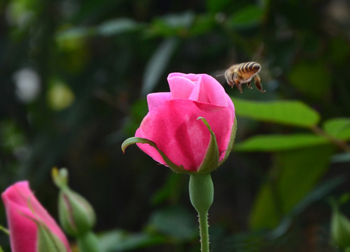 蜜蜂采蜜点滴积累