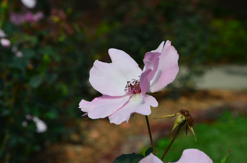 花开花落也需要过程